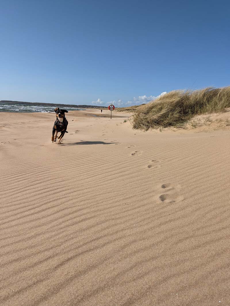 Hund am Strand